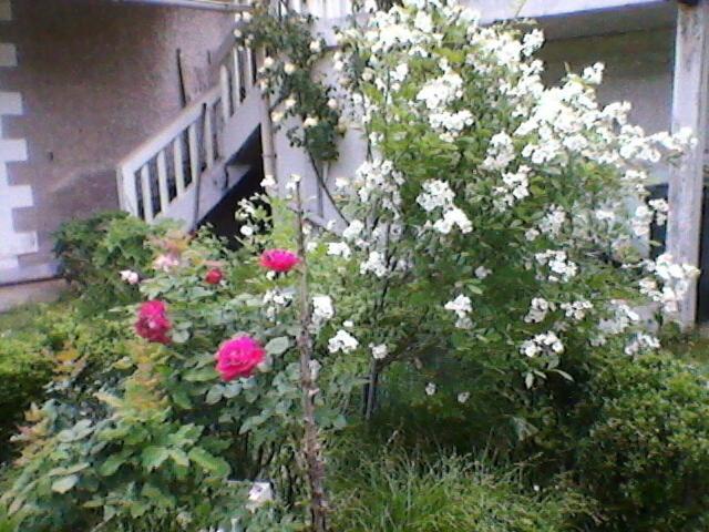 Un Paradis De Verdure En Plein Centre Ville Perigueux Exterior photo
